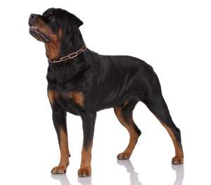 Breed Info – Rottweilers